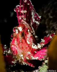 Pink leaf scorpionfish by Elaine Wallace 